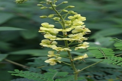 Caesalpinia decapetala